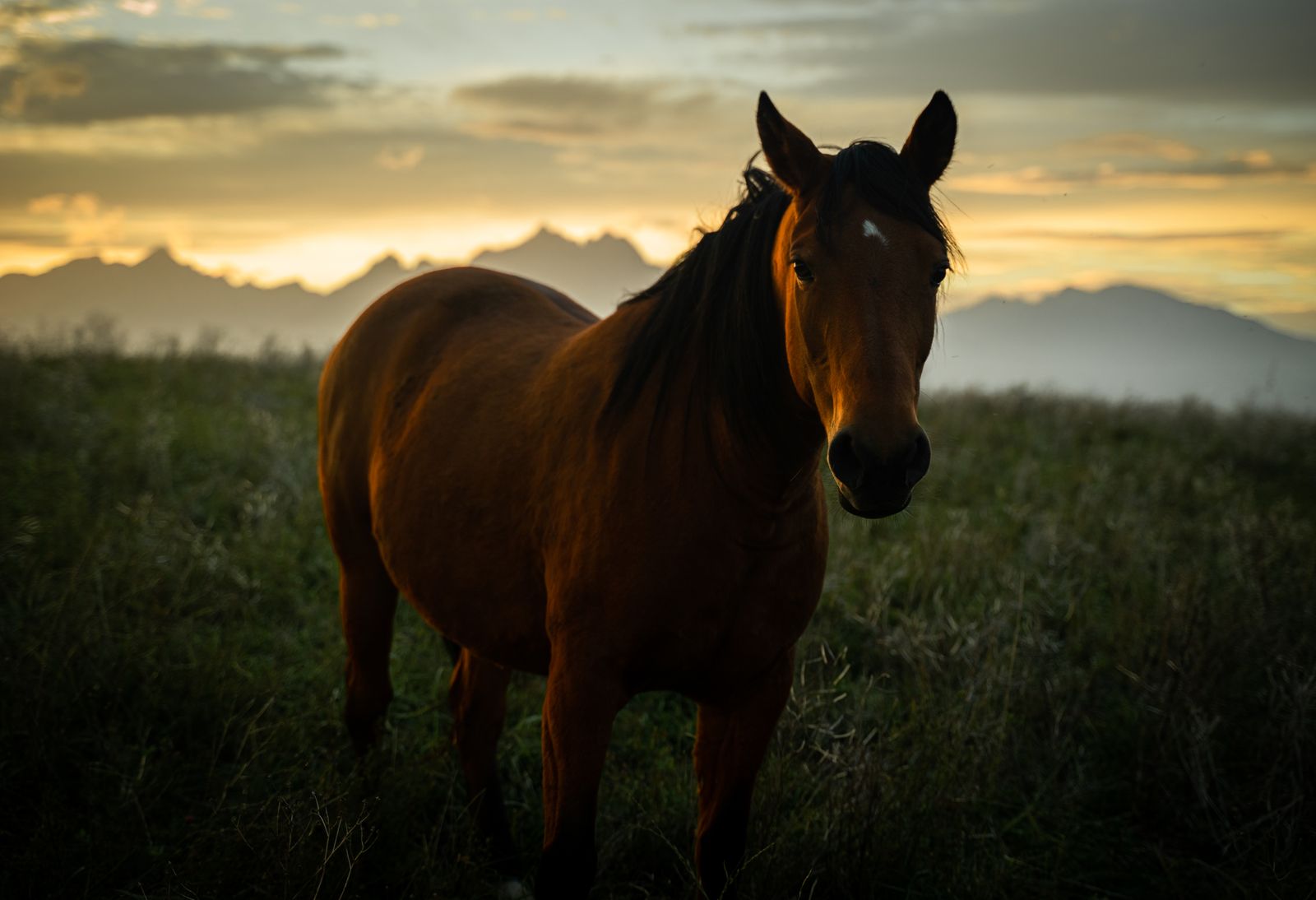 Horses grazing in an open pasture at sunset